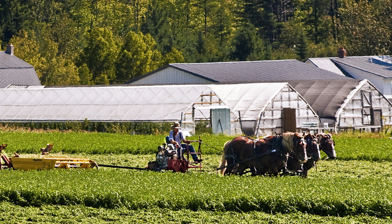 A team of horses pulling a man and a plow with two greenhouses in the background 