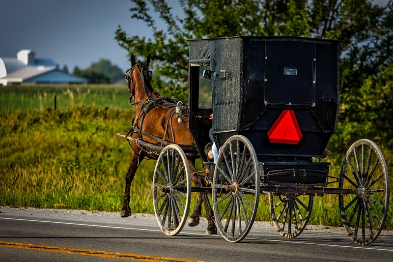 A horse carrying a black buggy 