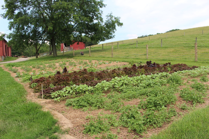 An amish garden with a barn in the background 